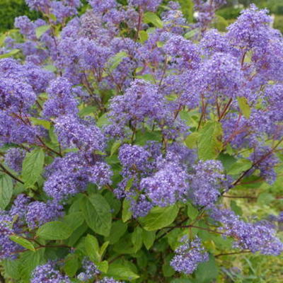 Amerikaanse sering - Ceanothus x delilianus 'Henri Défossé'