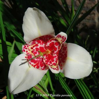 Tigridia pavonia