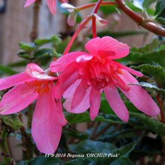 Begonia 'ORCHID Pink'