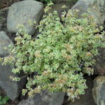 Sedum 'Little Missy' - Vetkruid