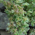 Sedum 'Little Missy' - Vetkruid