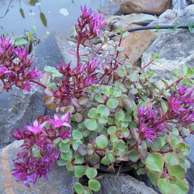 Kaukasische muurpeper, roze vetkruid - Sedum spurium 'Voodoo'