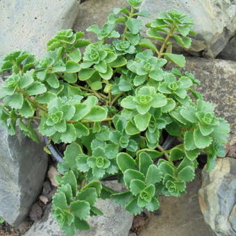 Sedum spurium 'Coccineum'