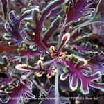 Plectranthus scutellarioides UNDER THE SEA 'Bone fish' - Siernetel