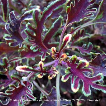 Plectranthus scutellarioides UNDER THE SEA 'Bone fish'