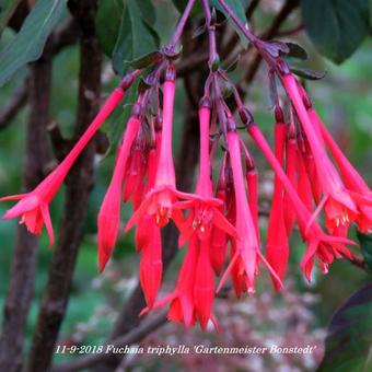 Fuchsia triphylla 'Gartenmeister Bonstedt'