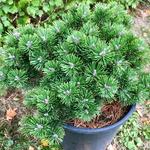 Pinus mugo 'Sherwood Compact' - Bergden