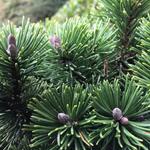 Pinus mugo 'Sherwood Compact' - Bergden