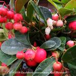 Gaultheria procumbens 'Red Diamond' - Bergthee