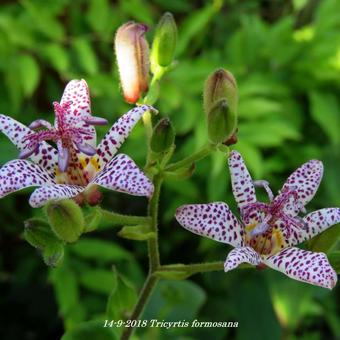 Tricyrtis formosana