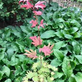 Acer shirasawanum 'Moonrise'