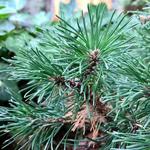 Pinus mugo subsp. uncinata 'Heideperle' - Bergden