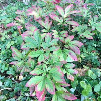 Paeonia `Karl Rosenfield`