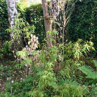 Acer palmatum 'Linearilobum'