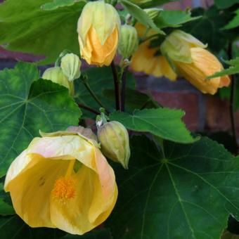 Abutilon