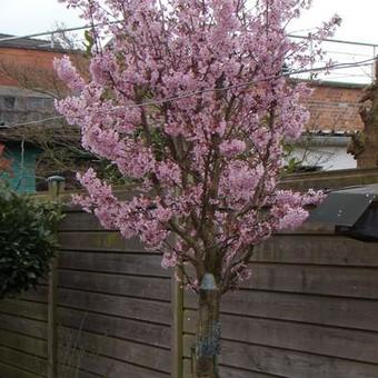 Prunus nipponica 'Brillant'