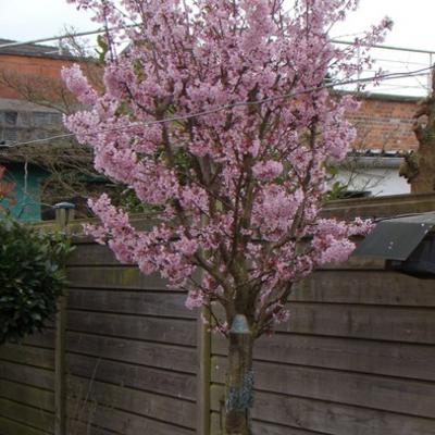 Japanse kerselaar - Prunus nipponica 'Brillant'