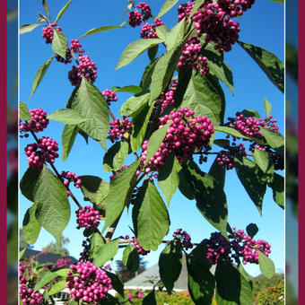 Callicarpa