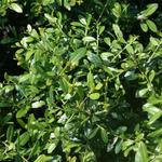 Ilex crenata 'Stokes' - Japanse hulst