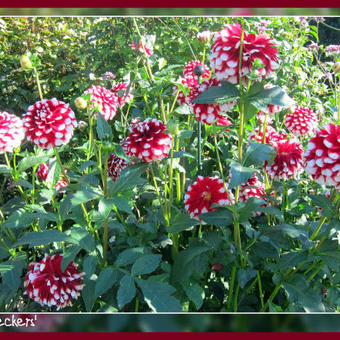 Dahlia 'Checkers'