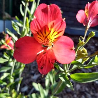 Alstroemeria 'Mars'