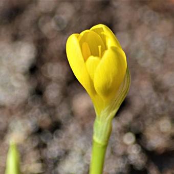 Sternbergia lutea