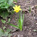 Narcissus 'Mini Pink Pride' - Narcis