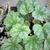 Heuchera