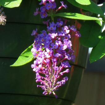 Buddleja 'Dreaming Lavender'