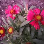 Gaillardia aristata 'SUNRITA Burgundy' - Kokardebloem