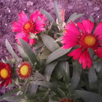 Gaillardia aristata 'SUNRITA Burgundy'