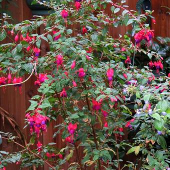 Fuchsia 'Army Nurse'