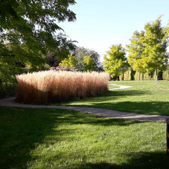 Calamagrostis x acutiflora 'Karl Foerster'