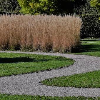 Calamagrostis x acutiflora 'Karl Foerster'