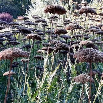 Achillea 'Moonshine'