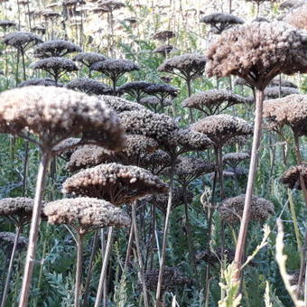 Achillea 'Moonshine'