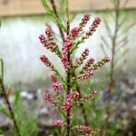 Tamarix tetrandra - Tamarisk