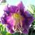 Cobaea scandens