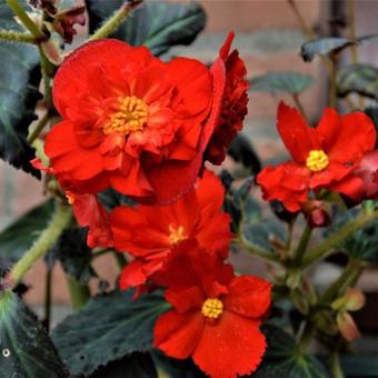 Begonia maxima 'Zwitserland'