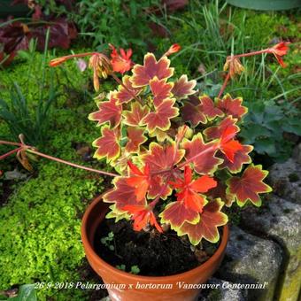 Pelargonium x hortorum 'Vancouver Centennial' (stellar type)