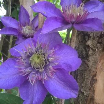 Clematis 'Multi Blue'