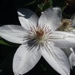 Clematis 'Henryi'  - Bosrank