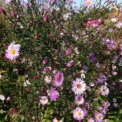 Aster - Aster 'Vasterival'