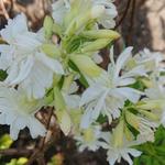 Saponaria officinalis 'Betty Arnold' - Zeepkruid