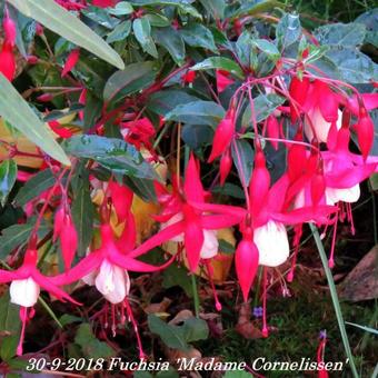 Fuchsia 'Madame Cornelissen'