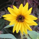 Helianthus atrorubens - Zonnebloem