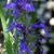 Lobelia sessilifolia