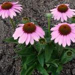 Echinacea SUNSEEKERS 'Pink' - Rode zonnehoed