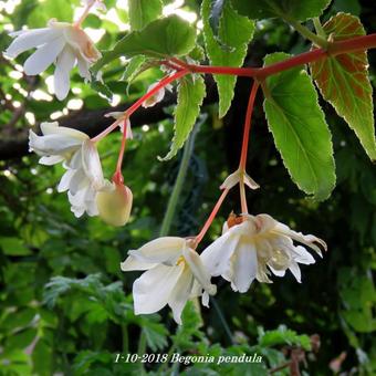 Begonia pendula