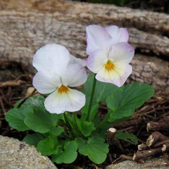 Viola cornuta